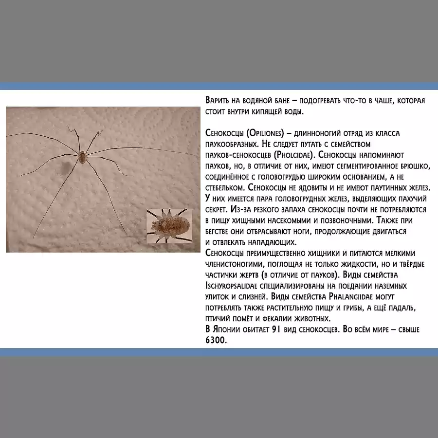 Read Золотой Бог Манга (Golden Kamui) Manga Online