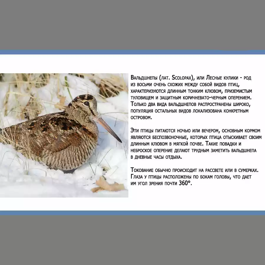 Read Золотой Бог Манга (Golden Kamui) Manga Online