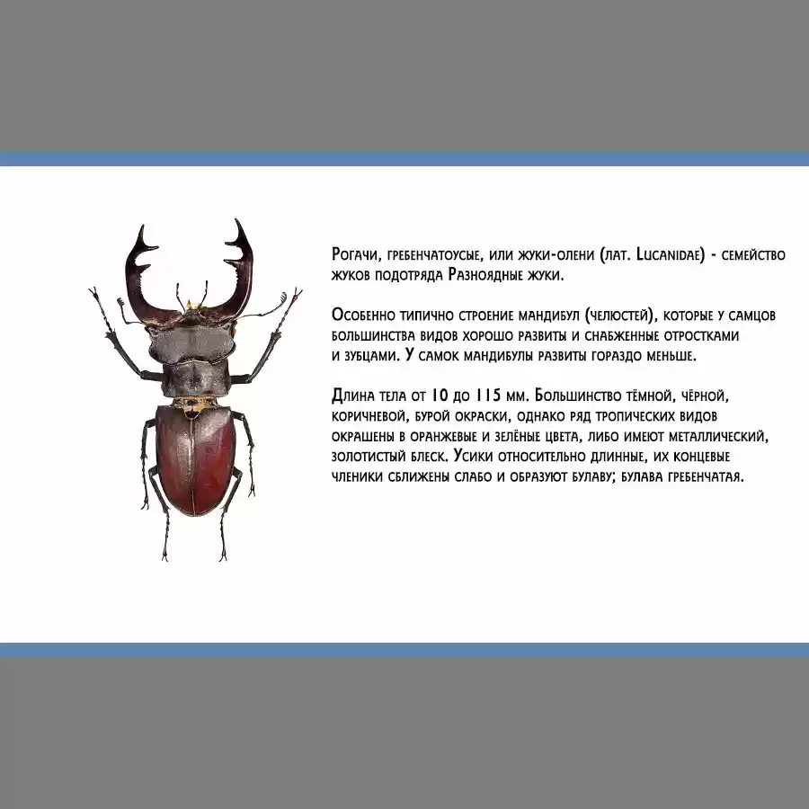 Read Золотой Бог Манга (Golden Kamui) Manga Online