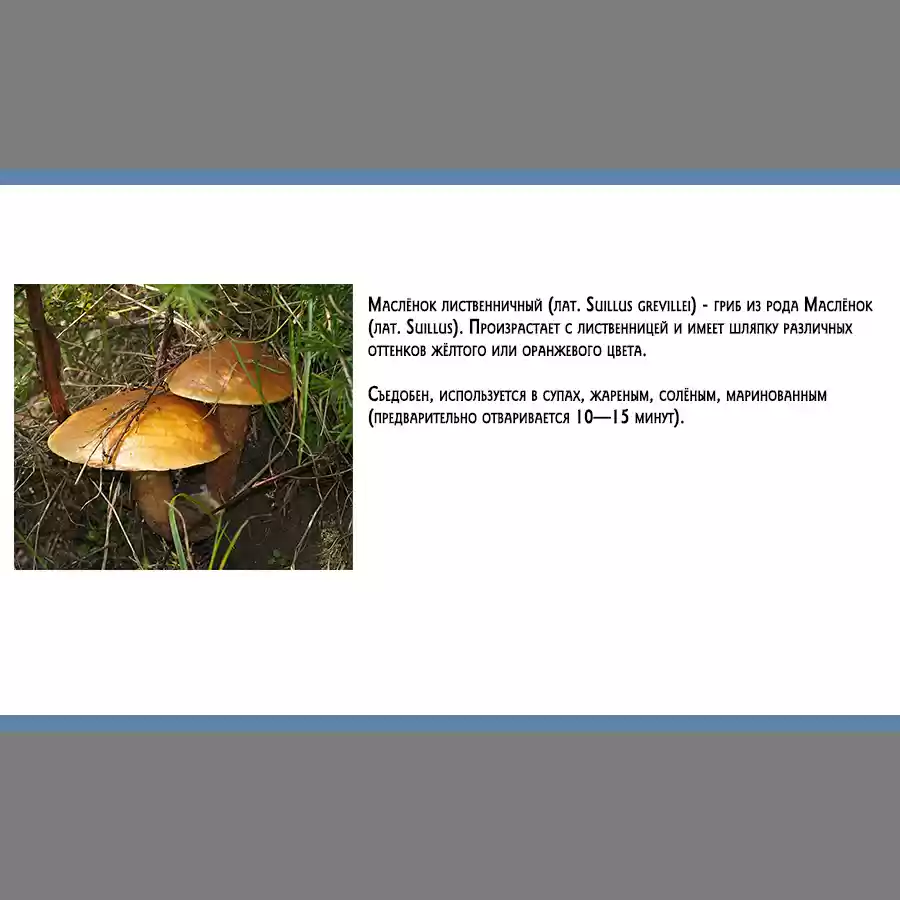 Read Золотой Бог Манга (Golden Kamui) Manga Online