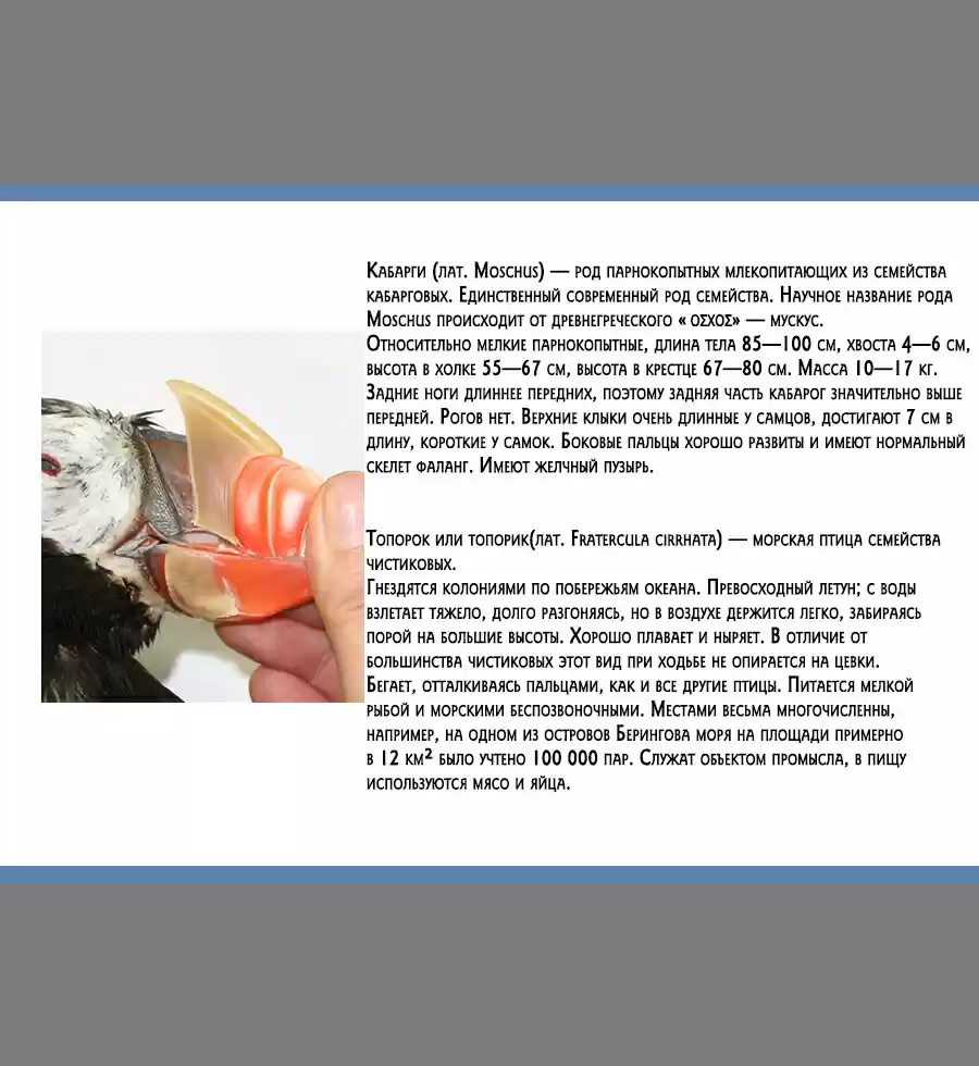 Read Золотой Бог Манга (Golden Kamui) Manga Online